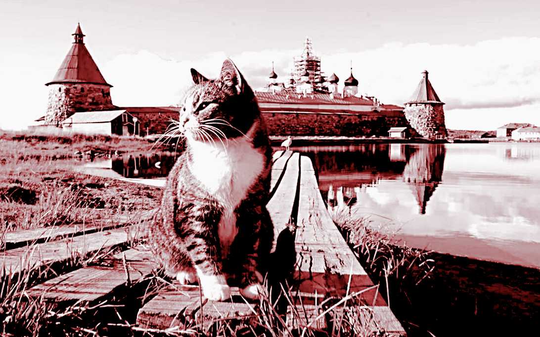 Кошка на Руси.