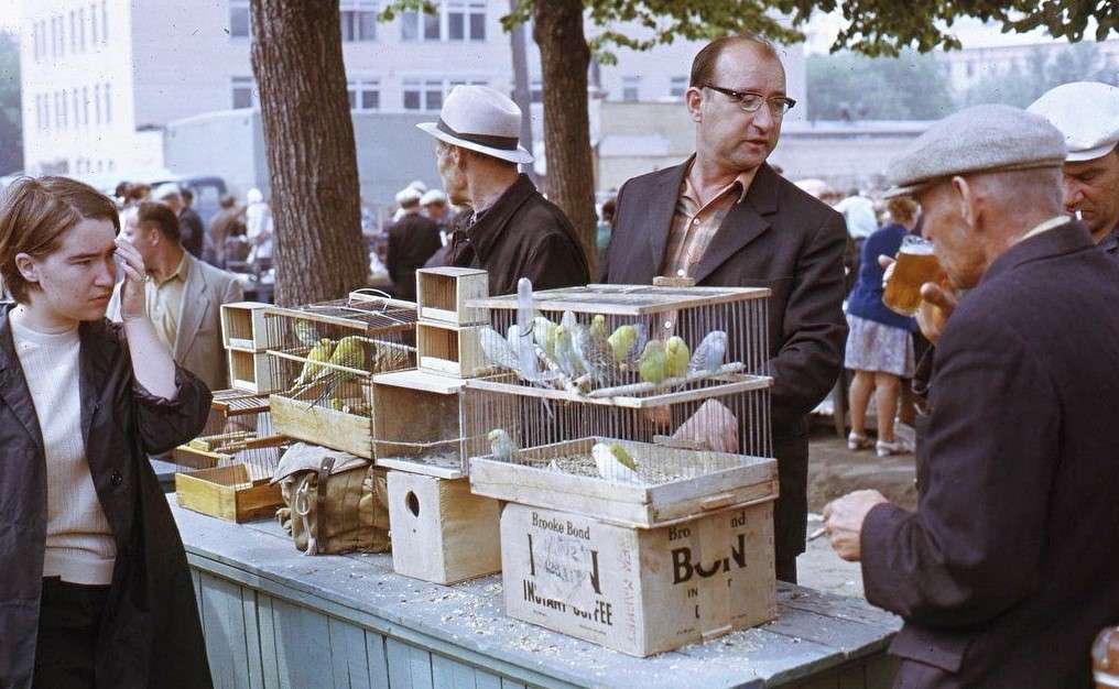 Птичий рынок в СССР, 1973 г.